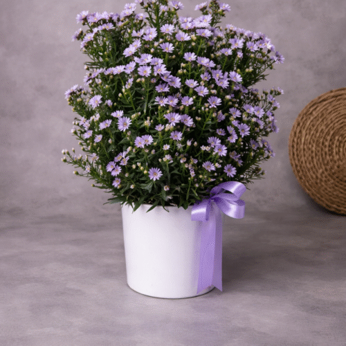 Aster Floral Arrangement – Purple Blooms in White Pot