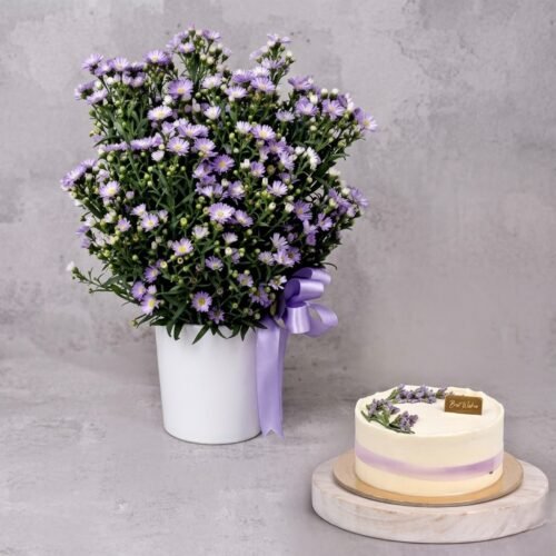 Aster Flower Elegance Birthday Wish and Cake by Warda Petals