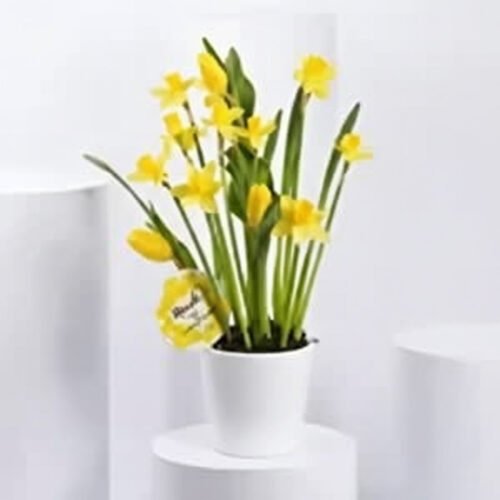 Daffodils and Tulip Pot – A Cheerful Bloom Arrangement by Warda Petals