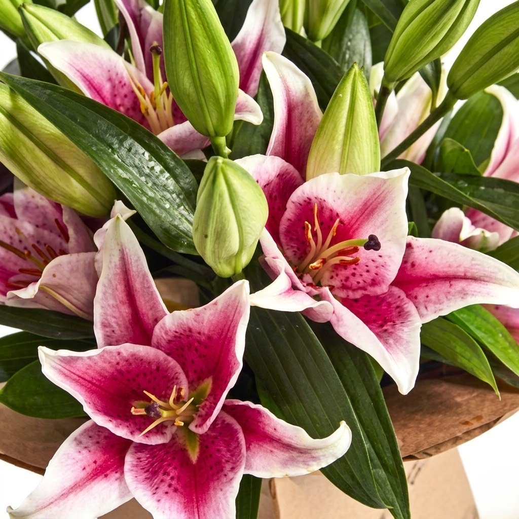 Fleur Beauty – Pink Lily Box Arrangement (2)