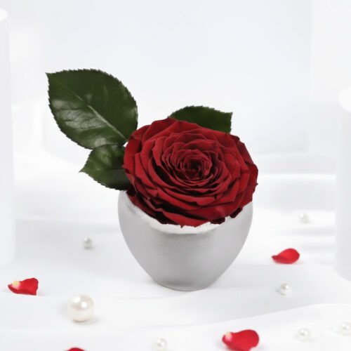 Large Dark Red Preserved Rose in Premium Base by Warda Petals